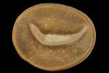 Jawless Fish (Gilpichthys) Fossil Nodule - Mazon Creek #113262-1